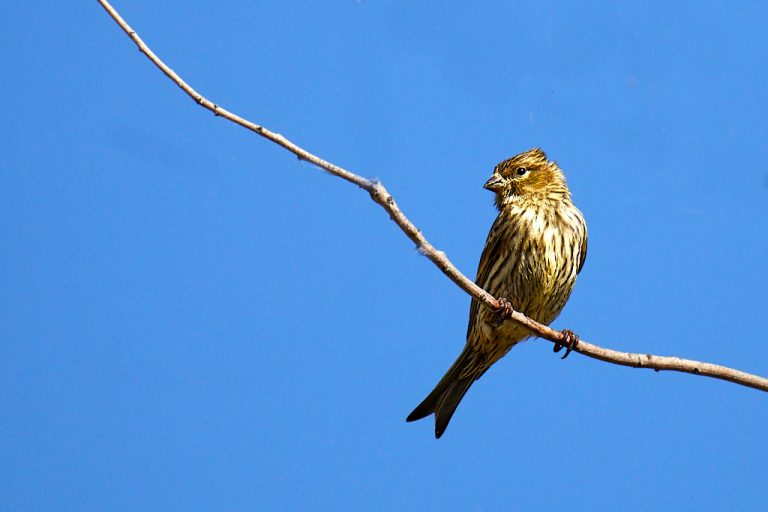 Serinus serinus - Serín verdecillo