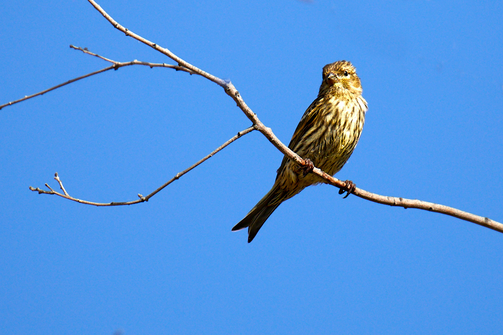 Serinus serinus - Serín verdecillo