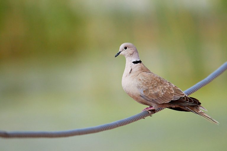 Streptopelia decaocto - Tórtola turca