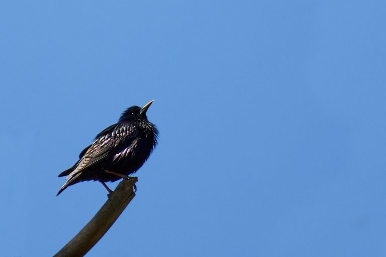 Sturnus unicolor - Estornino negro