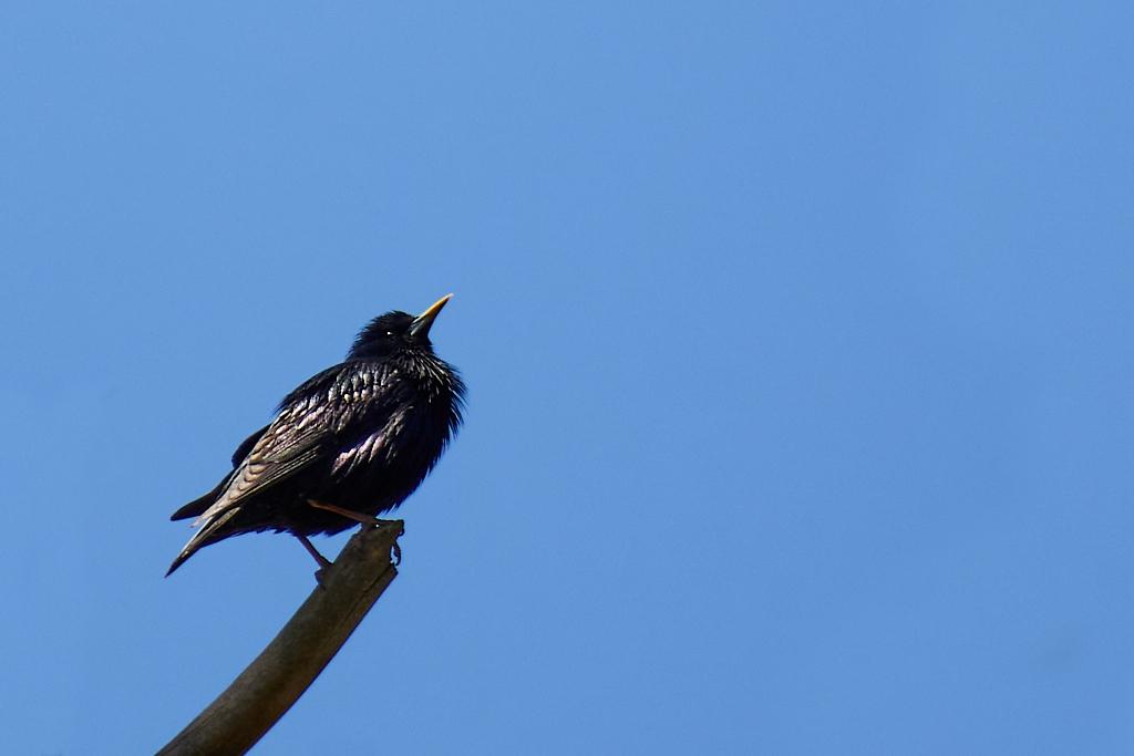 Sturnus unicolor - Estornino negro