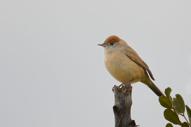 Sylvia atricapilla - Curruca capirotada