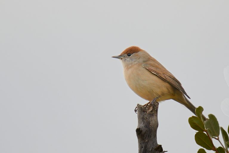 Sylvia atricapilla - Curruca capirotada