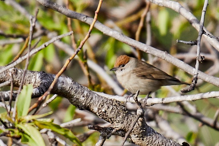 Sylvia atricapilla - Curruca capirotada