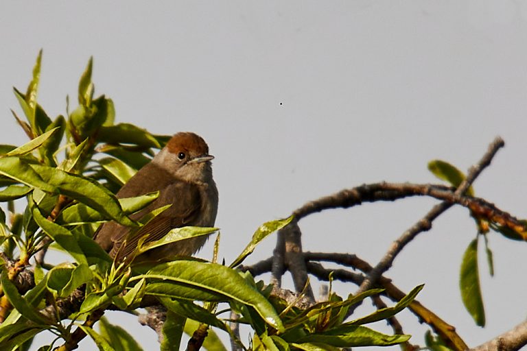 Sylvia atricapilla - Curruca capirotada