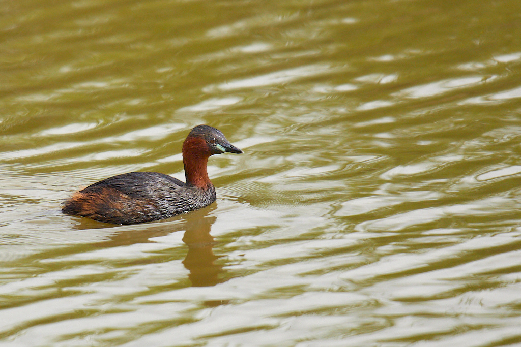 Tachybaptus ruficollis - Zampullín común