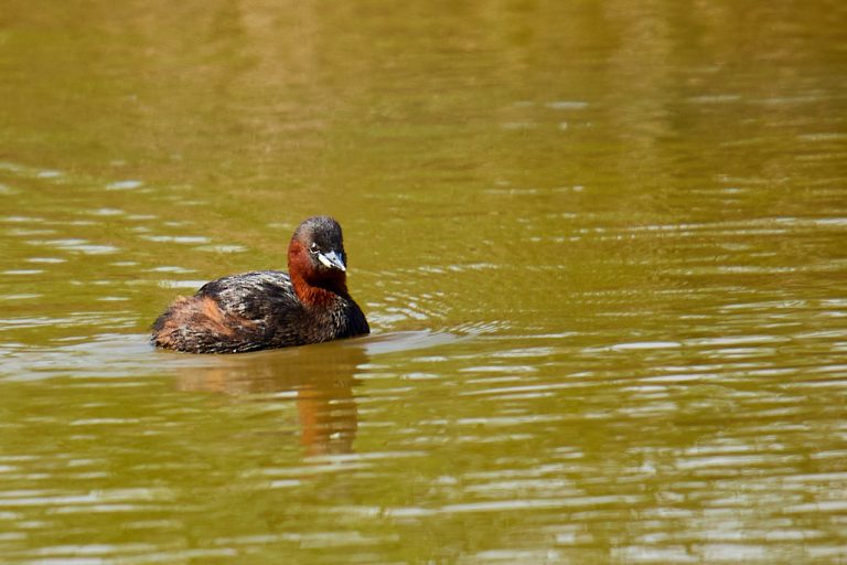 Tachybaptus ruficollis - Zampullín común