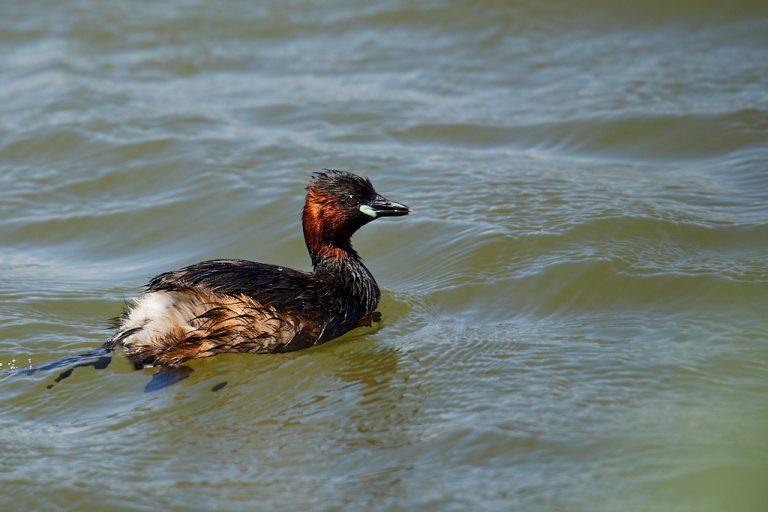 Tachybaptus ruficollis - Zampullín común