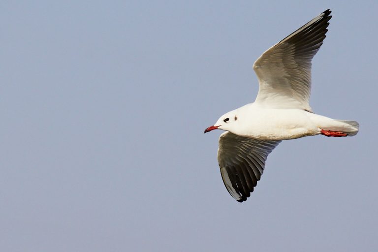 Chroicocephalus ridibundus - Gaviota reidora