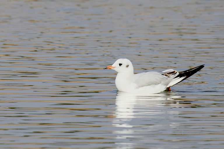 Chroicocephalus ridibundus - Gaviota reidora