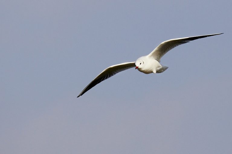 Chroicocephalus ridibundus - Gaviota reidora