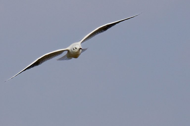 Chroicocephalus ridibundus - Gaviota reidora