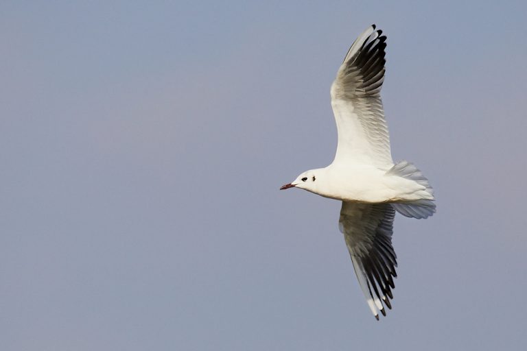 Chroicocephalus ridibundus - Gaviota reidora