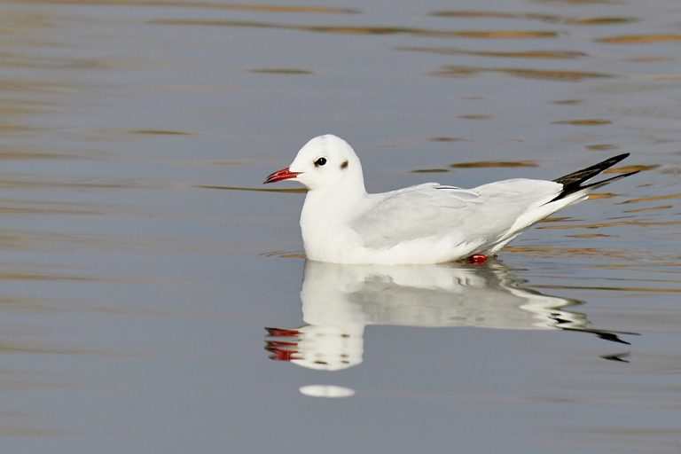 Chroicocephalus ridibundus - Gaviota reidora