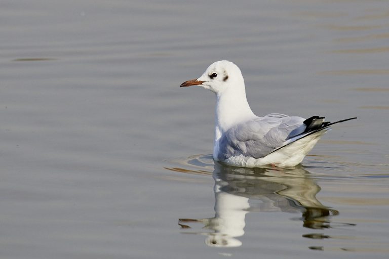 Chroicocephalus ridibundus - Gaviota reidora