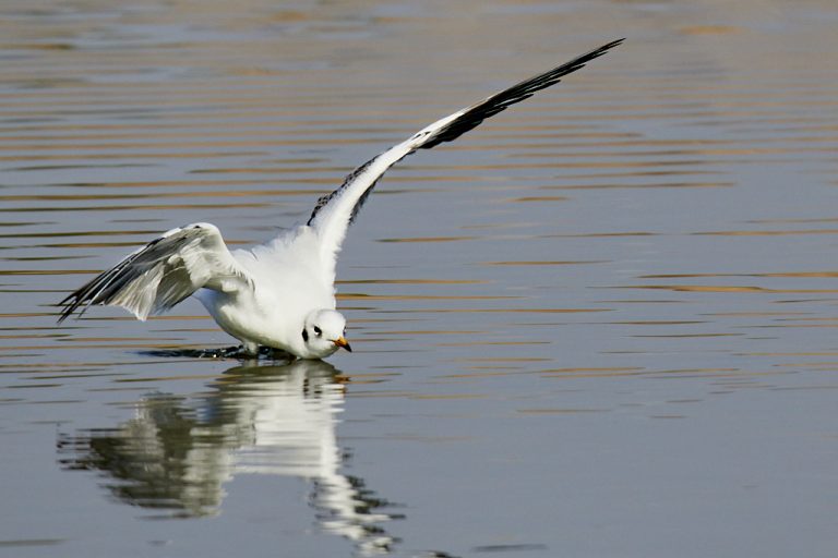 Chroicocephalus ridibundus - Gaviota reidora