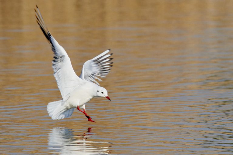 Chroicocephalus ridibundus - Gaviota reidora