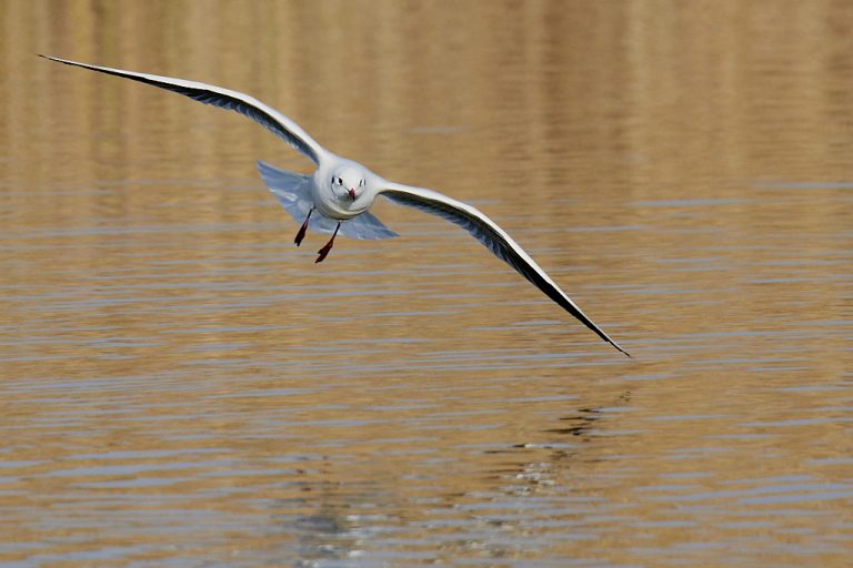 Chroicocephalus ridibundus - Gaviota reidora