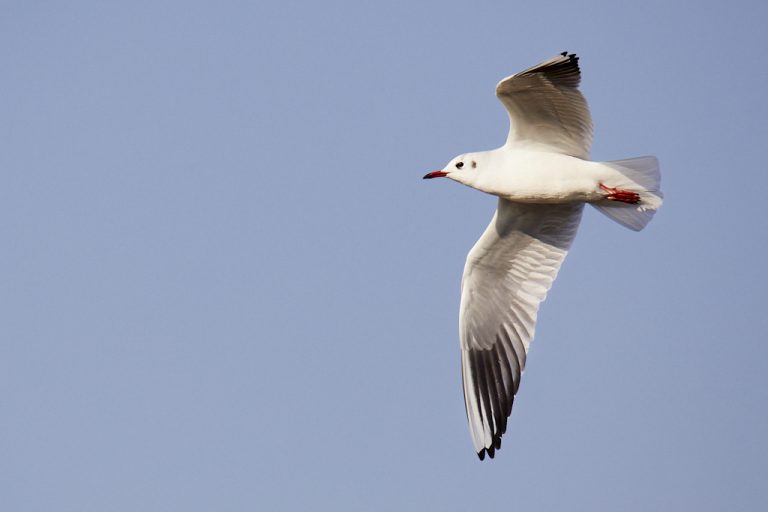 Chroicocephalus ridibundus - Gaviota reidora