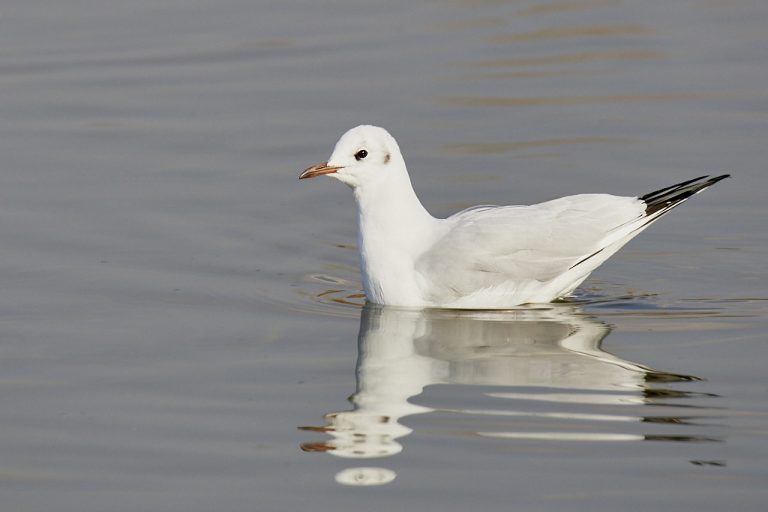 Chroicocephalus ridibundus - Gaviota reidora