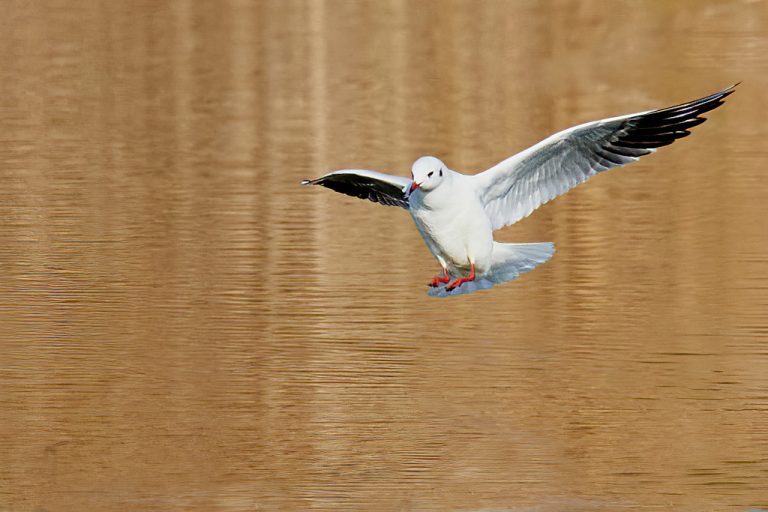 Chroicocephalus ridibundus - Gaviota reidora