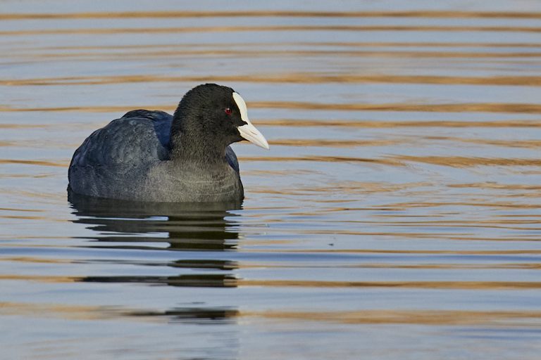 Fulica atra - Focha común