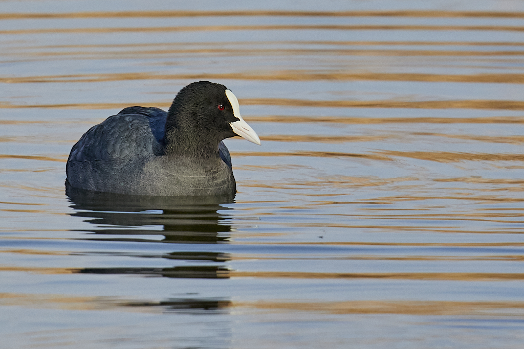 Fulica atra - Focha común