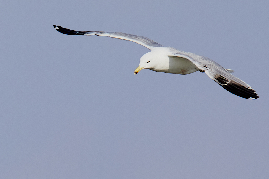 Larus michahellis - Gaviota patiamarilla