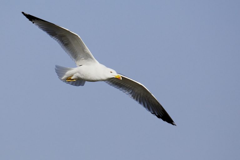 Larus michahellis - Gaviota patiamarilla