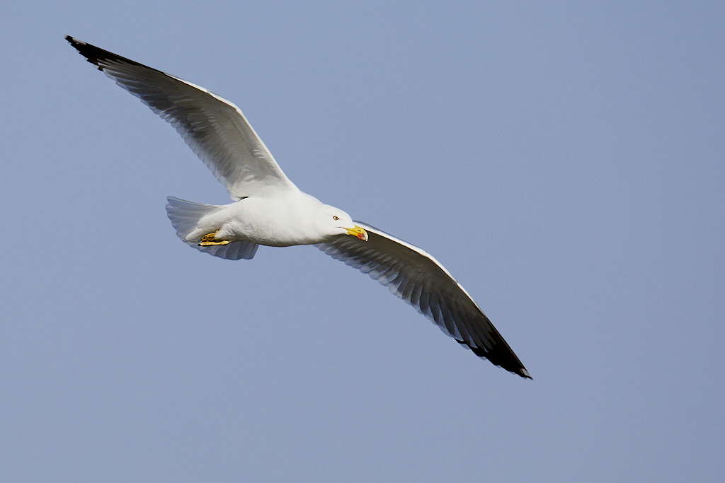 Larus michahellis - Gaviota patiamarilla