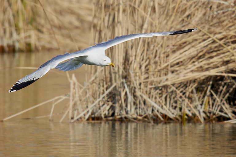 Larus michahellis - Gaviota patiamarilla