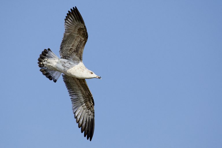 Larus michahellis - Gaviota patiamarilla