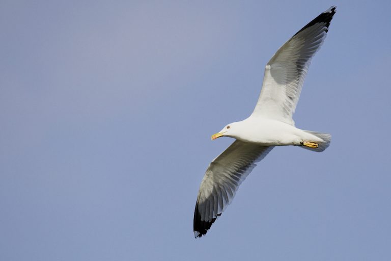 Larus michahellis - Gaviota patiamarilla