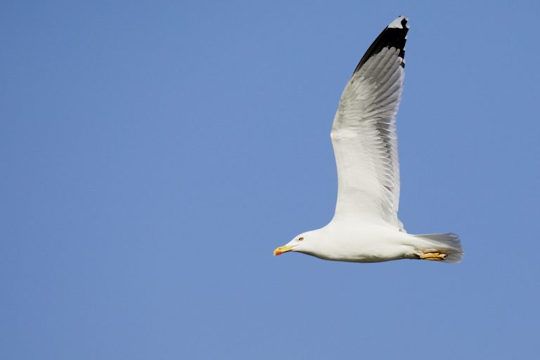 Larus michahellis - Gaviota patiamarilla