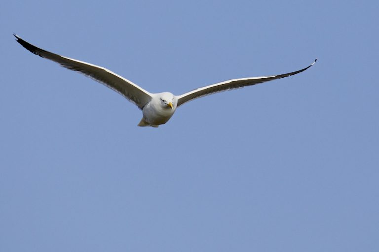 Larus michahellis - Gaviota patiamarilla