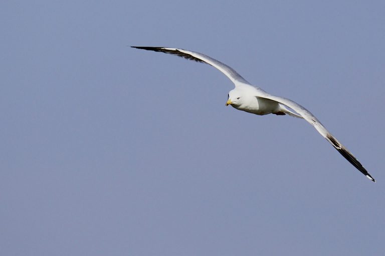 Larus michahellis - Gaviota patiamarilla