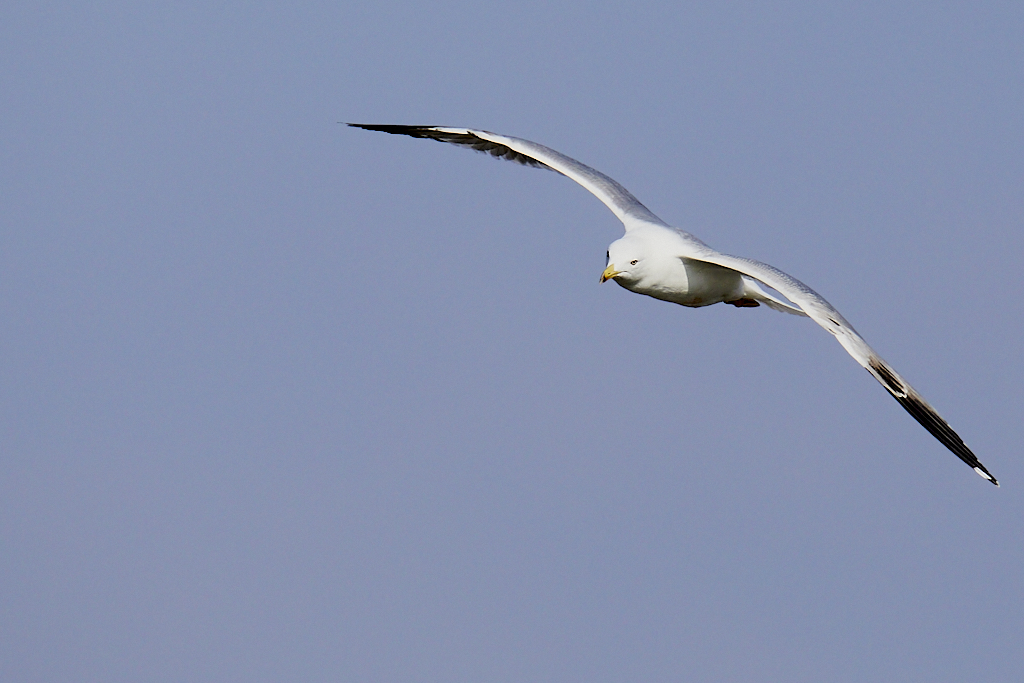 Larus michahellis - Gaviota patiamarilla