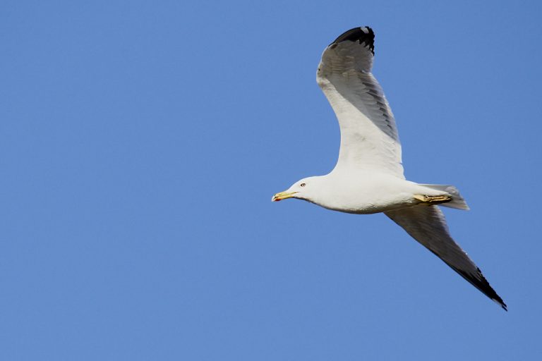 Larus michahellis - Gaviota patiamarilla