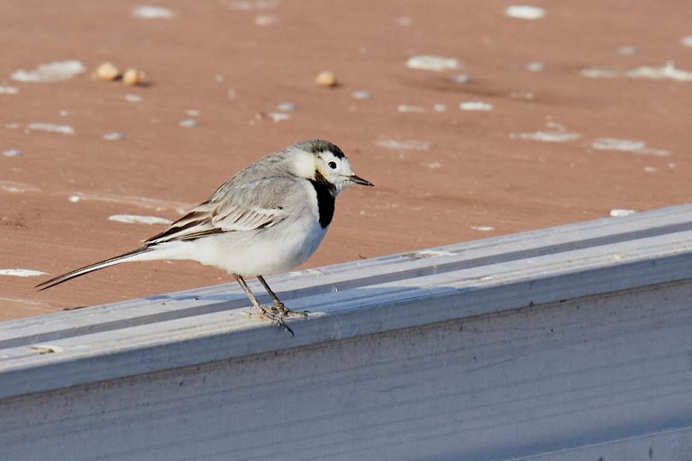 Motacilla alba - Lavandera blanca