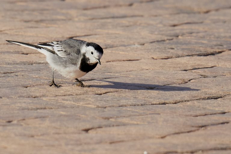 Motacilla alba - Lavandera blanca