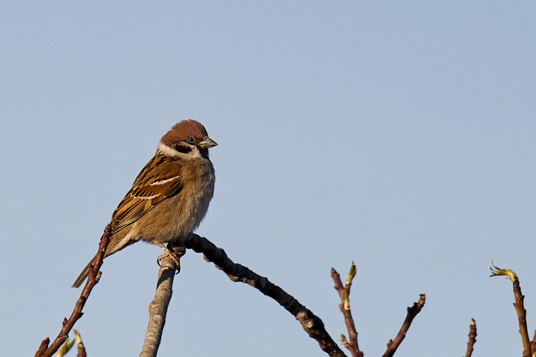 Passer montanus - Gorrión molinero