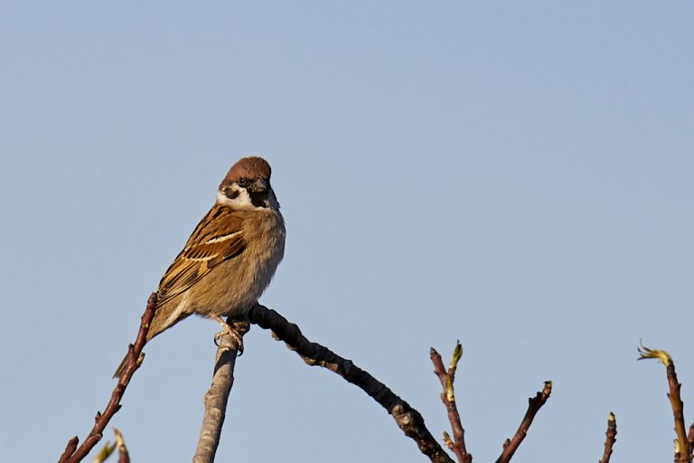 Passer montanus - Gorrión molinero