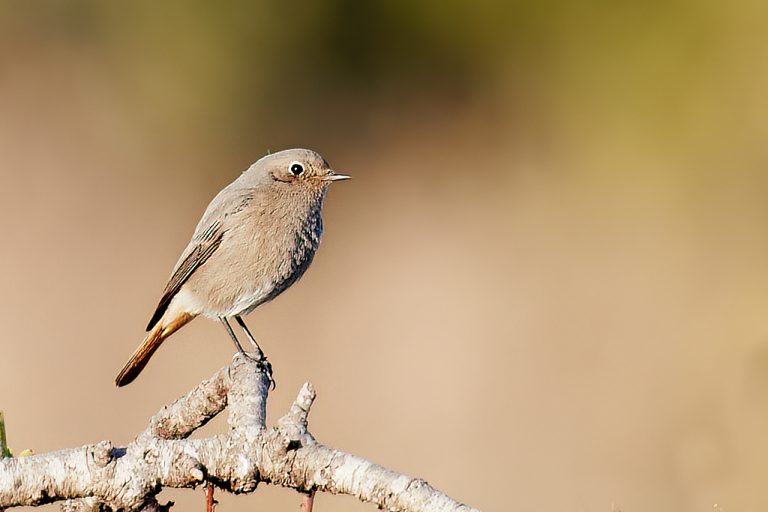 Phoenicurus ochruros - Colirrojo tizón