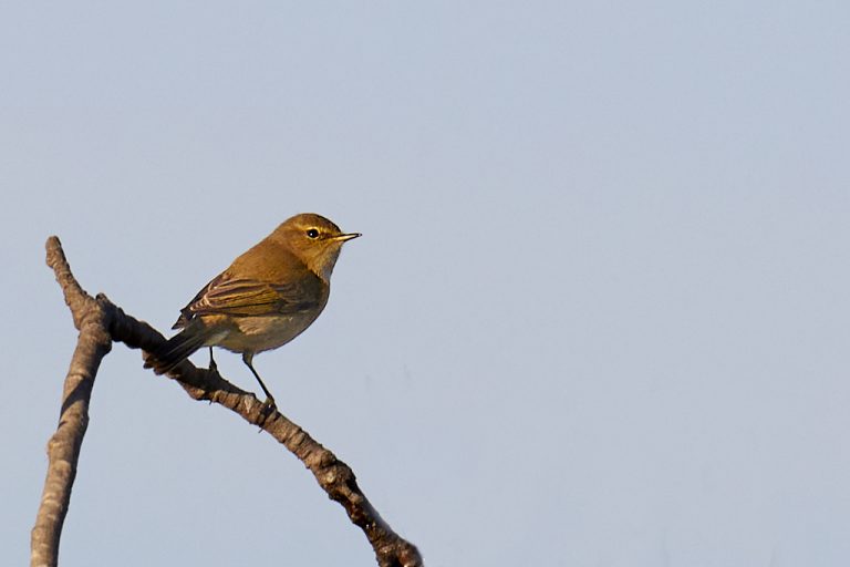 Phylloscopus collybita - Mosquitero común