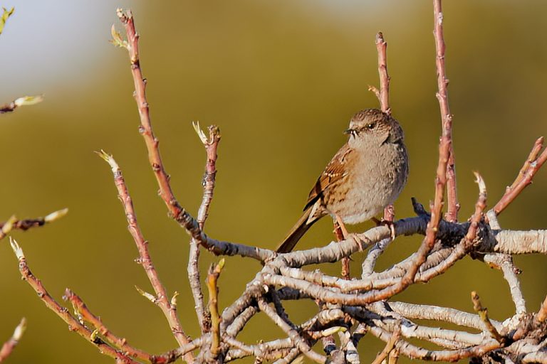 Prunella modularis - Acentor común