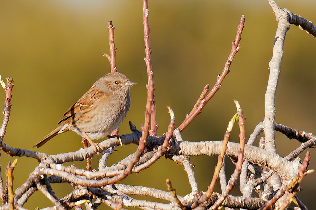 Prunella modularis - Acentor común