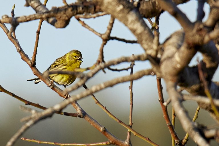 Serinus serinus - Serín verdecillo