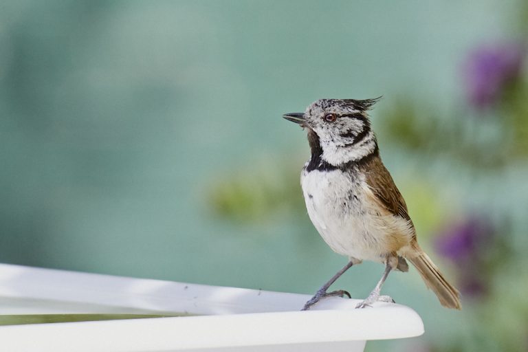 Lophophanes cristatus - Herrerillo capuchino