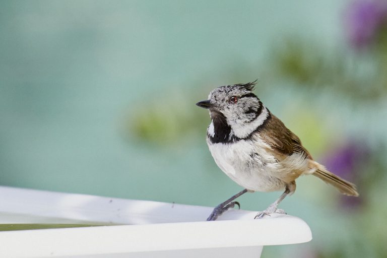 Lophophanes cristatus - Herrerillo capuchino