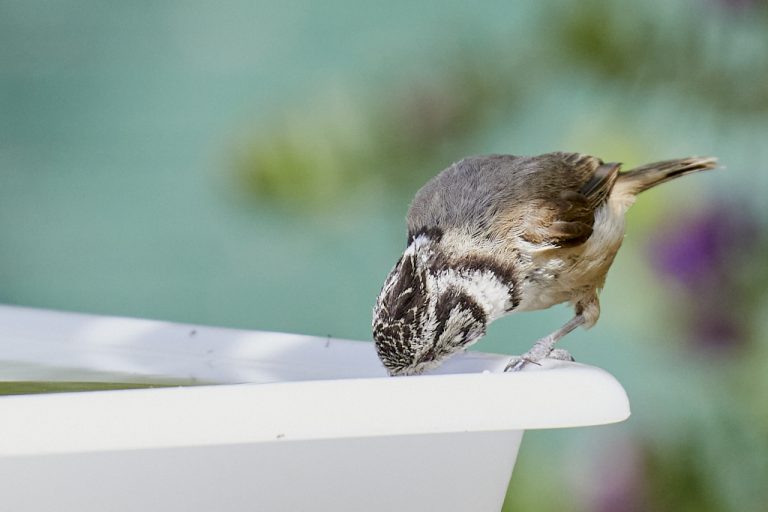 Lophophanes cristatus - Herrerillo capuchino